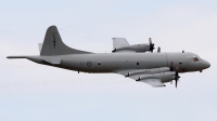 Photo ID 36930 by David Marshall. New Zealand Air Force Lockheed P 3K Orion, NZ4203